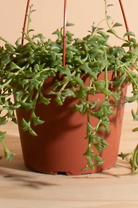 Home Botanicals Rare Hanging String of Dolphins Succulent in 6" Grow Pot with Hanger Included