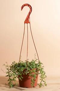 Home Botanicals Rare Hanging String of Dolphins Succulent in 6" Grow Pot with Hanger Included
