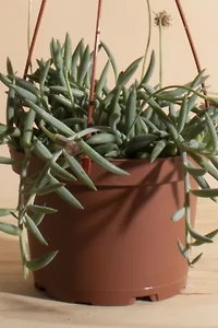 Home Botanicals Hanging String of Fishhook Succulent in 6" Grow Pot with Hanger Included