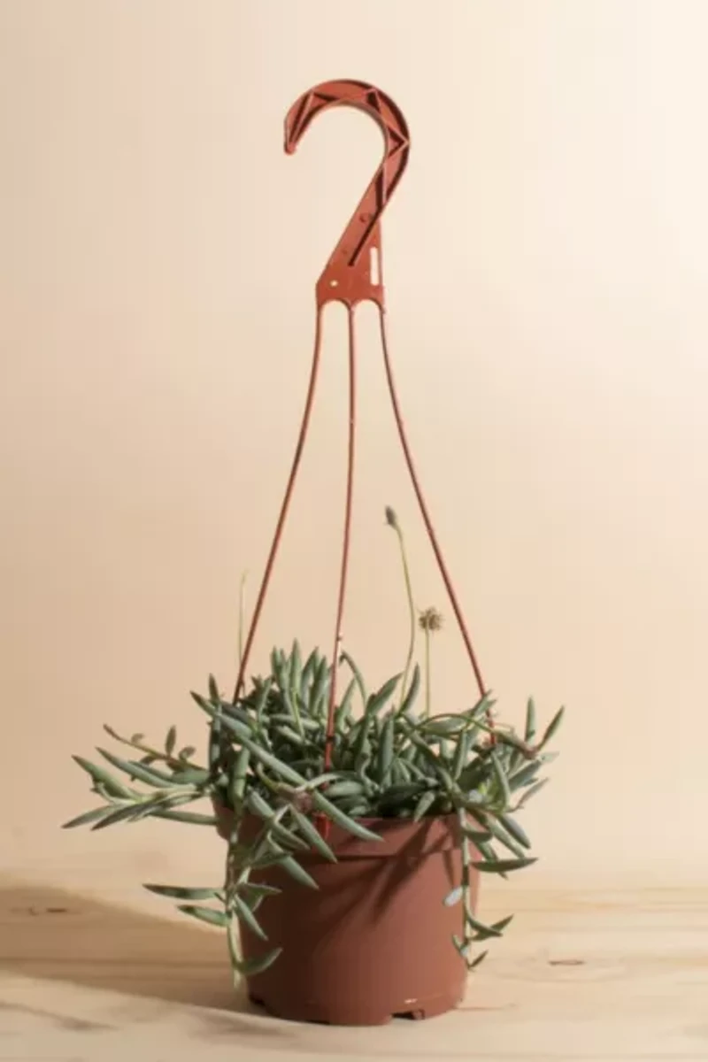 Home Botanicals Hanging String of Fishhook Succulent in 6" Grow Pot with Hanger Included