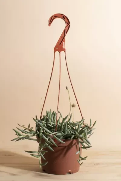 Home Botanicals Hanging String of Fishhook Succulent in 6" Grow Pot with Hanger Included