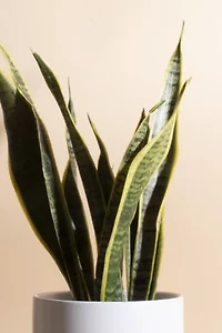 Home Botanicals Snake Plant Houseplant in 6" Mid Century Modern Ceramic Planter