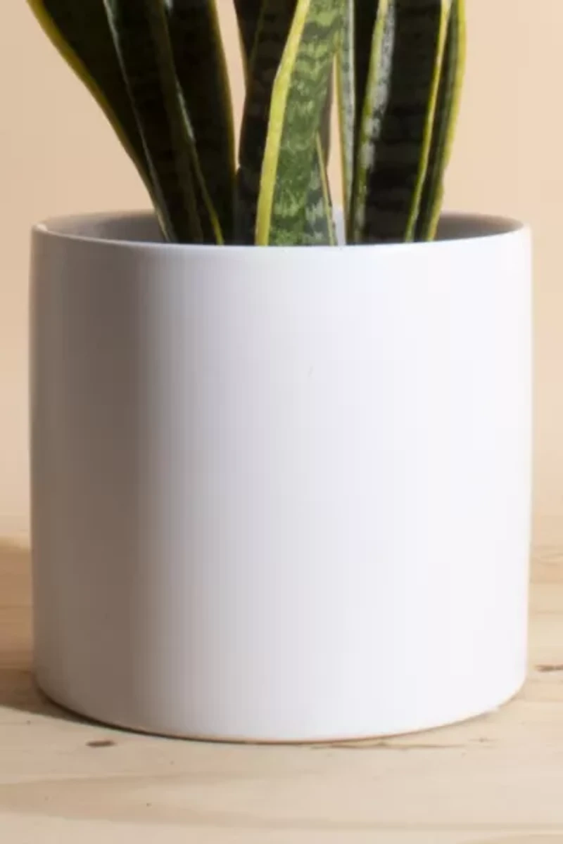 Home Botanicals Snake Plant Houseplant in 6" Mid Century Modern Ceramic Planter
