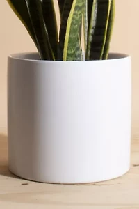 Home Botanicals Snake Plant Houseplant in 6" Mid Century Modern Ceramic Planter