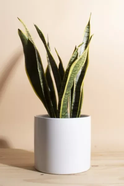 Home Botanicals Snake Plant Houseplant in 6" Mid Century Modern Ceramic Planter