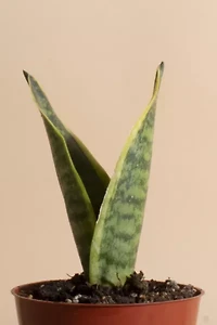 Home Botanicals Sansevieria Laurentii "Snake Plant' Air Purifying House Plant Grow Pot