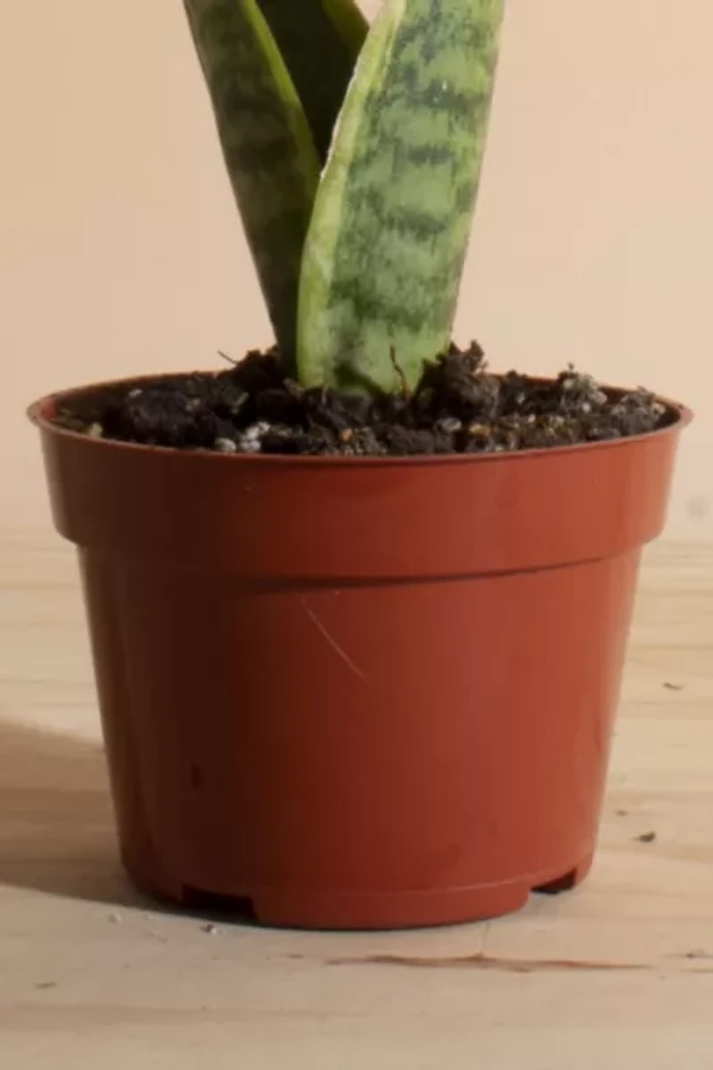 Home Botanicals Sansevieria Laurentii "Snake Plant' Air Purifying House Plant Grow Pot