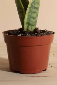 Home Botanicals Sansevieria Laurentii "Snake Plant' Air Purifying House Plant Grow Pot