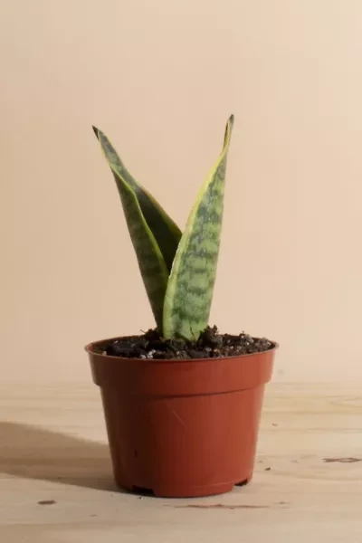 Home Botanicals Sansevieria Laurentii "Snake Plant' Air Purifying House Plant Grow Pot