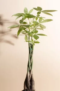 Home Botanicals Pachira Aquatica "Money Tree' House Plant in 6" Grow Pot
