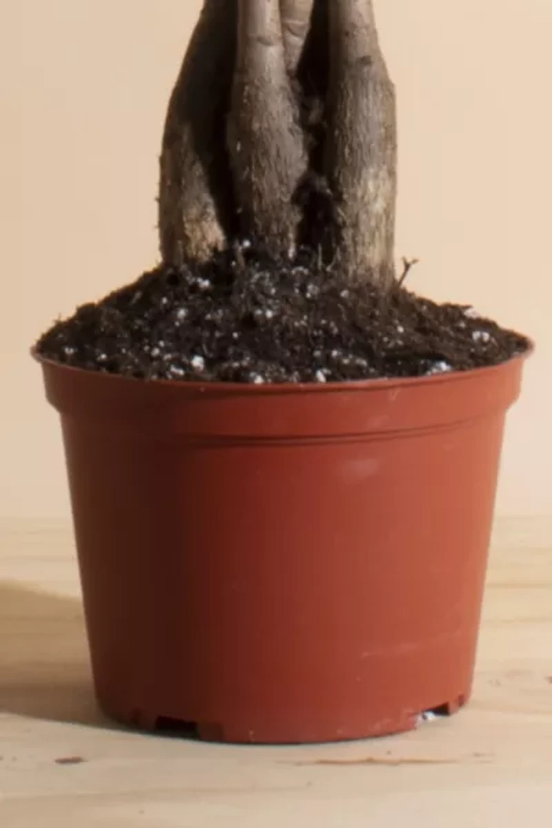 Home Botanicals Pachira Aquatica "Money Tree' House Plant in 6" Grow Pot