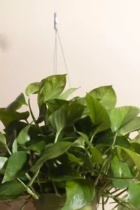 Home Botanicals Hanging Pothos Ivy Air Purifying House Plant in 6" Grow Pot with Hanger Included
