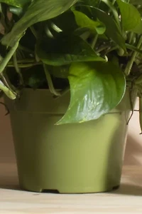 Home Botanicals Hanging Pothos Ivy Air Purifying House Plant in 6" Grow Pot with Hanger Included