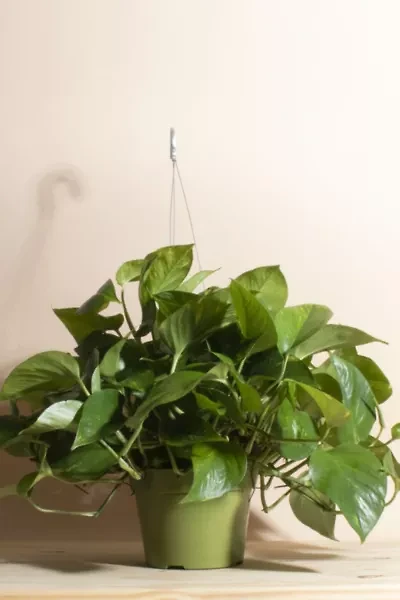 Home Botanicals Hanging Pothos Ivy Air Purifying House Plant in 6" Grow Pot with Hanger Included