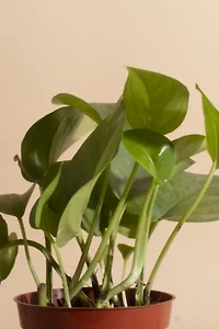 Home Botanicals Epipremnum aureum 'Pothos Ivy' Air Purifying House Plant in 4" Grow Pot