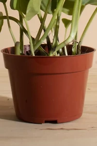 Home Botanicals Epipremnum aureum 'Pothos Ivy' Air Purifying House Plant in 4" Grow Pot