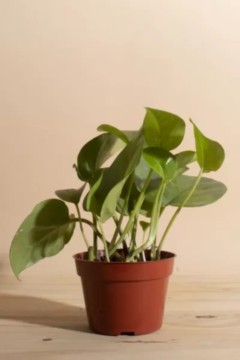 Home Botanicals Epipremnum aureum 'Pothos Ivy' Air Purifying House Plant in 4" Grow Pot