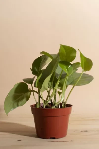 Home Botanicals Epipremnum aureum 'Pothos Ivy' Air Purifying House Plant in 4" Grow Pot