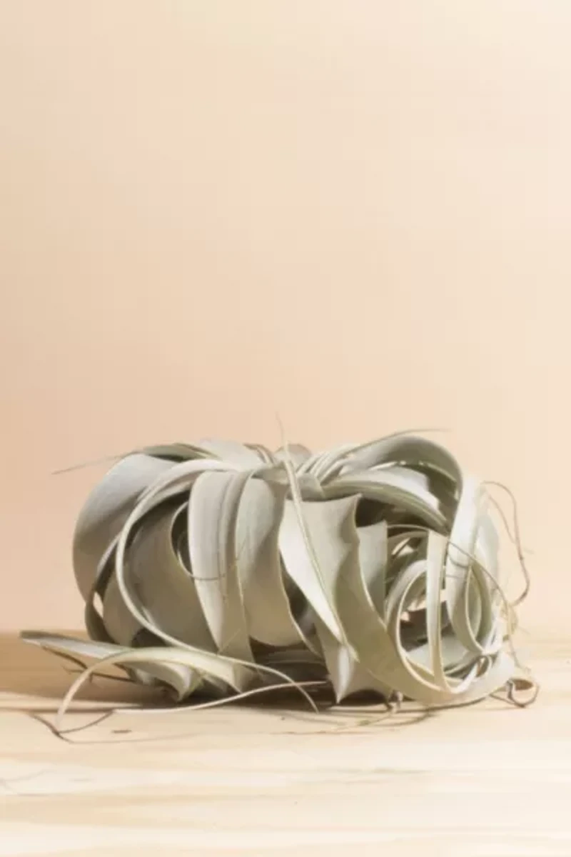 Home Botanicals Tillandsia Xerographica Air Plant