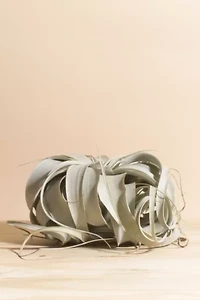 Home Botanicals Tillandsia Xerographica Air Plant