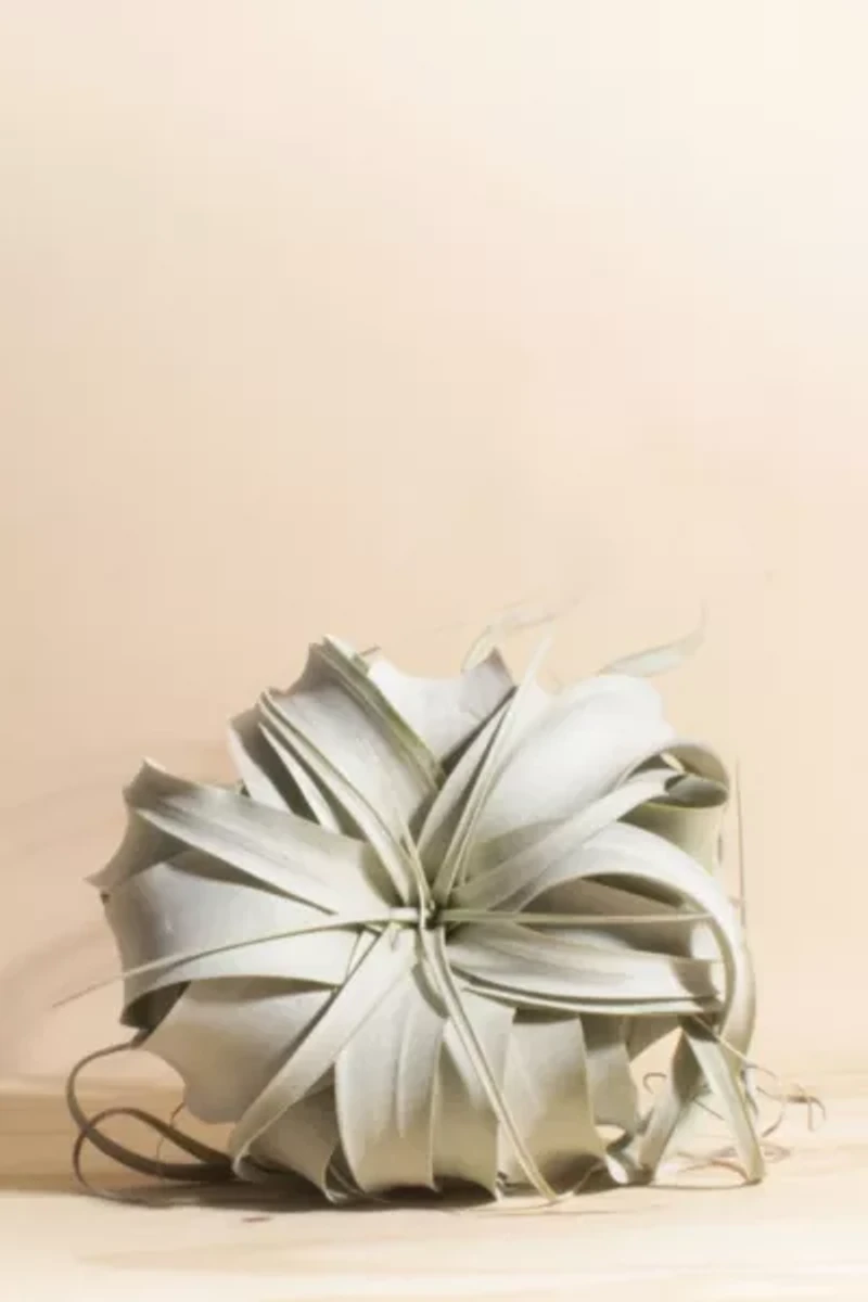 Home Botanicals Tillandsia Xerographica Air Plant