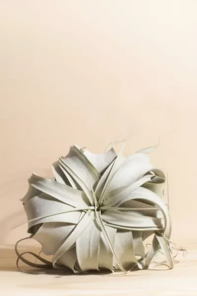 Home Botanicals Tillandsia Xerographica Air Plant