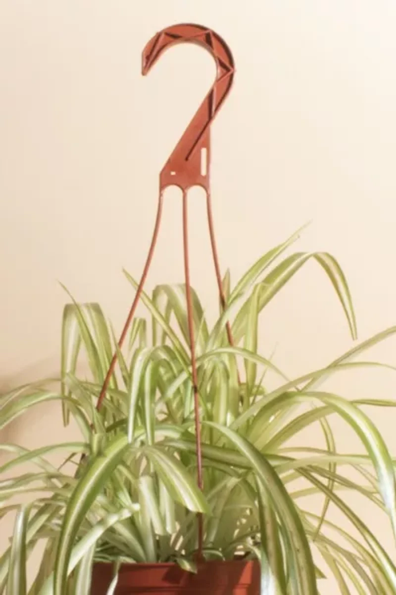 Home Botanicals Hanging Bonnie Spider Air Purifying House Plant in 6" Grow Pot with Hanger Included