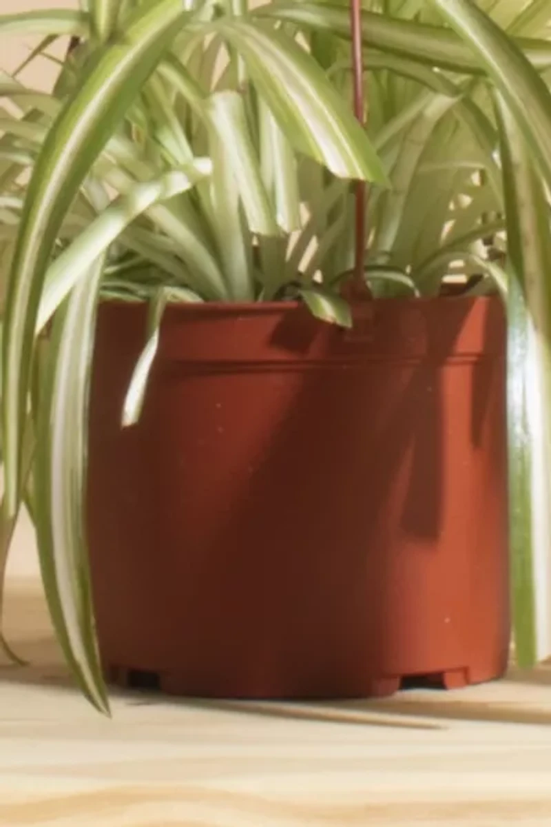 Home Botanicals Hanging Bonnie Spider Air Purifying House Plant in 6" Grow Pot with Hanger Included