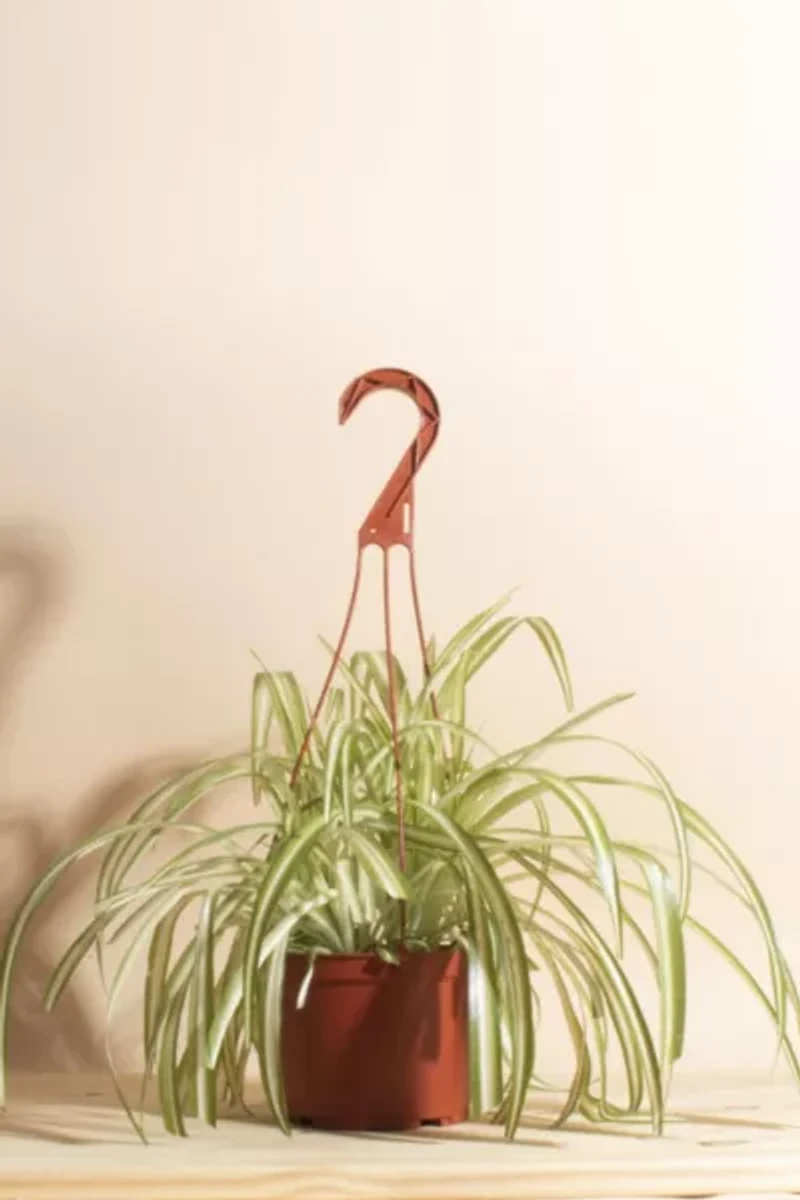 Home Botanicals Hanging Bonnie Spider Air Purifying House Plant in 6" Grow Pot with Hanger Included