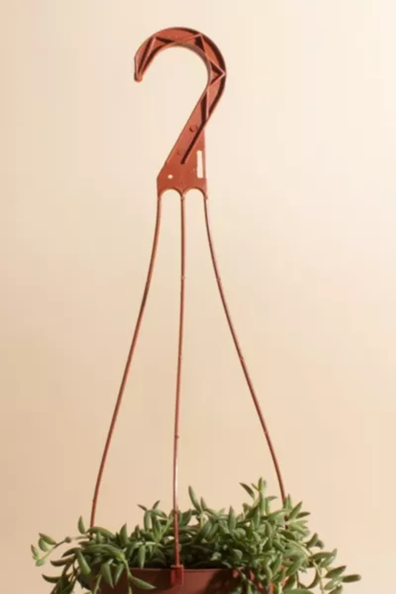 Home Botanicals Hanging String of Bananas Succulent in 6" Grow Pot with Hanger Included