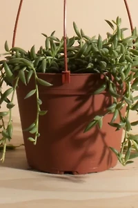 Home Botanicals Hanging String of Bananas Succulent in 6" Grow Pot with Hanger Included