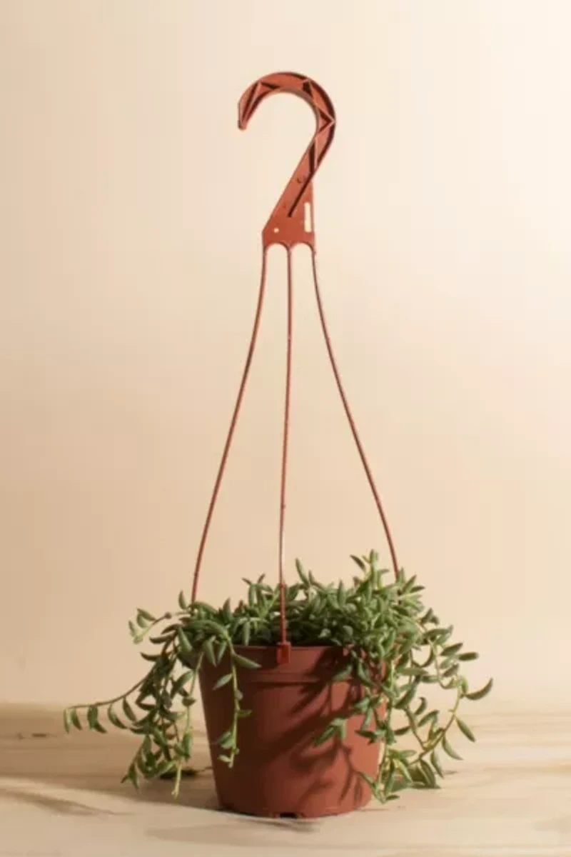 Home Botanicals Hanging String of Bananas Succulent in 6" Grow Pot with Hanger Included