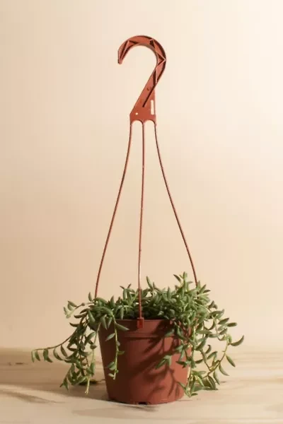 Home Botanicals Hanging String of Bananas Succulent in 6" Grow Pot with Hanger Included