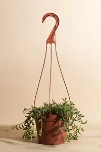 Home Botanicals Hanging String of Bananas Succulent in 6" Grow Pot with Hanger Included