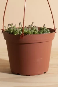 Home Botanicals Hanging String of Pearls Succulent in 6" Grow Pot with Hanger Included