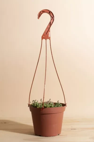 Home Botanicals Hanging String of Pearls Succulent in 6" Grow Pot with Hanger Included