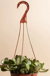 Home Botanicals Trailing Jade Succulent in 6" Grow Pot with Hanger Included