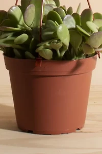 Home Botanicals Trailing Jade Succulent in 6" Grow Pot with Hanger Included