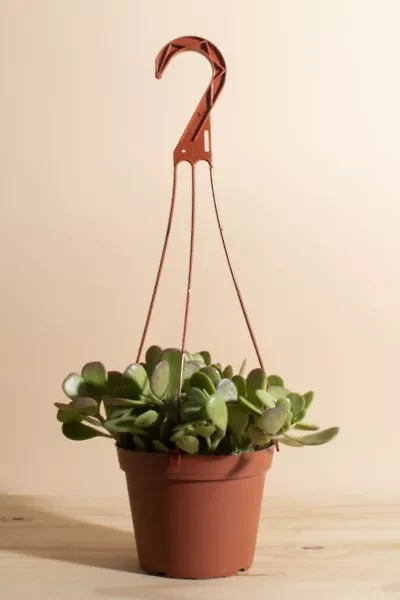 Home Botanicals Trailing Jade Succulent in 6" Grow Pot with Hanger Included