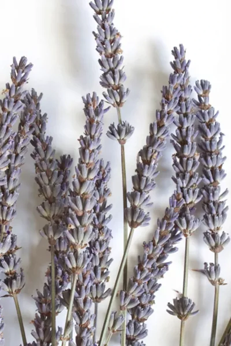 Roxanne's Dried Flowers French Lavender