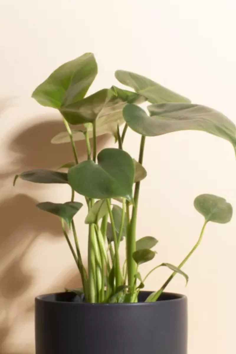 Home Botanicals Monstera in Mid Centruy Modern Ceramic Cylinder Planter