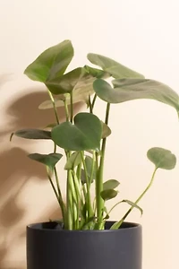 Home Botanicals Monstera in Mid Centruy Modern Ceramic Cylinder Planter