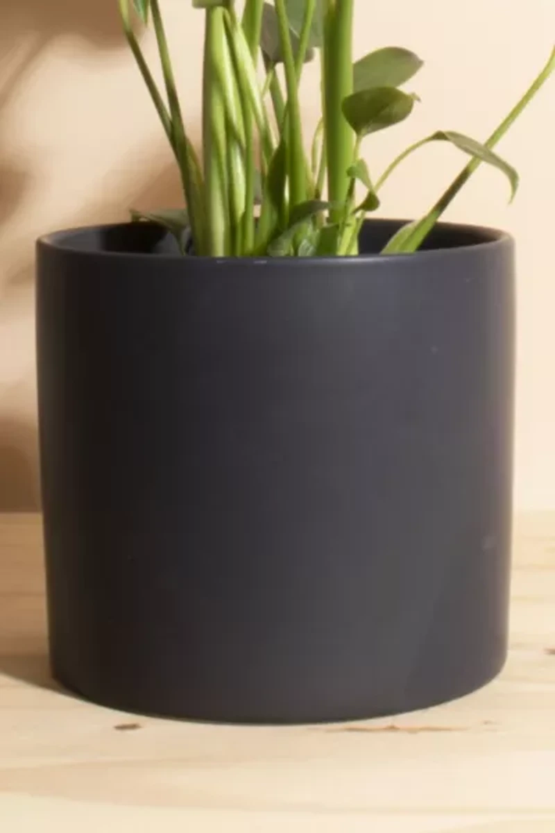 Home Botanicals Monstera in Mid Centruy Modern Ceramic Cylinder Planter