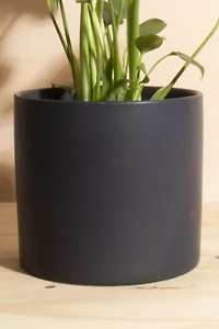 Home Botanicals Monstera in Mid Centruy Modern Ceramic Cylinder Planter