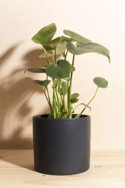 Home Botanicals Monstera in Mid Centruy Modern Ceramic Cylinder Planter