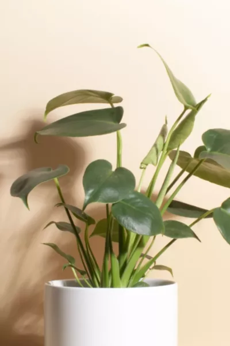Home Botanicals Monstera in White Mid Centruy Modern Ceramic Cylinder Planter