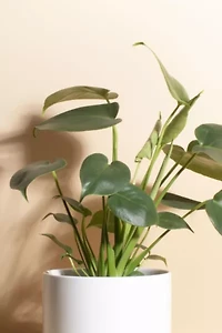 Home Botanicals Monstera in White Mid Centruy Modern Ceramic Cylinder Planter