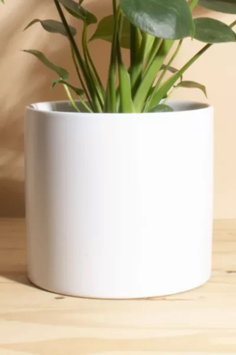 Home Botanicals Monstera in White Mid Centruy Modern Ceramic Cylinder Planter