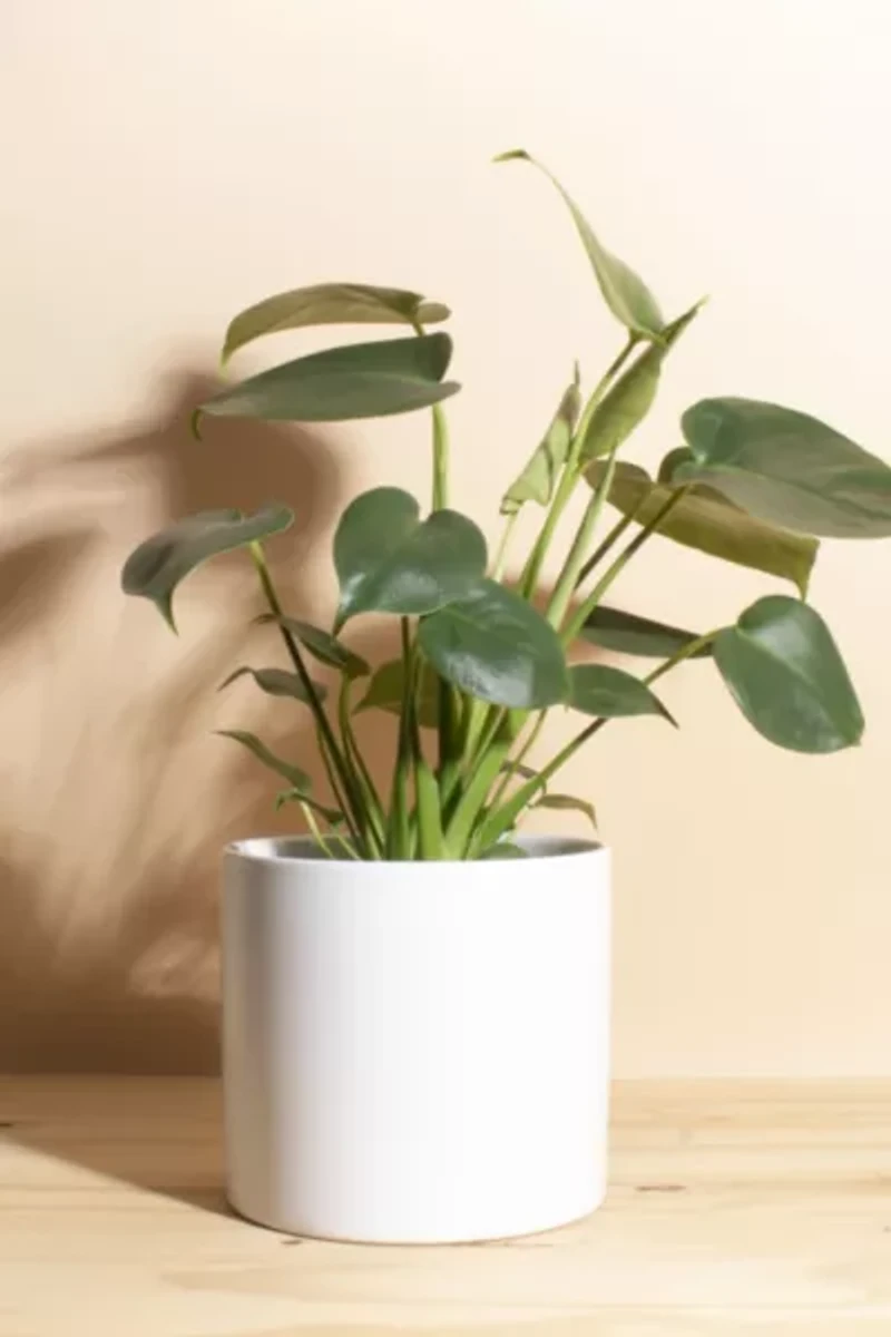 Home Botanicals Monstera in White Mid Centruy Modern Ceramic Cylinder Planter