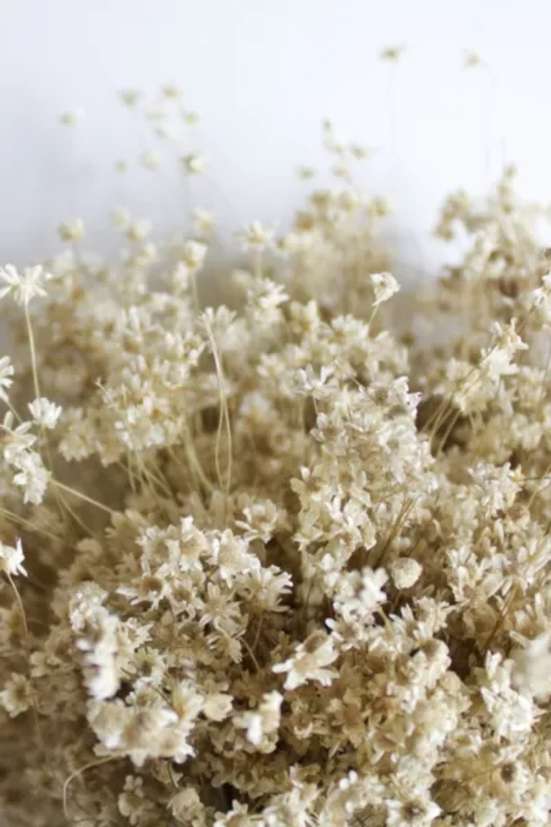 Roxanne's Dried Flowers Star Flowers